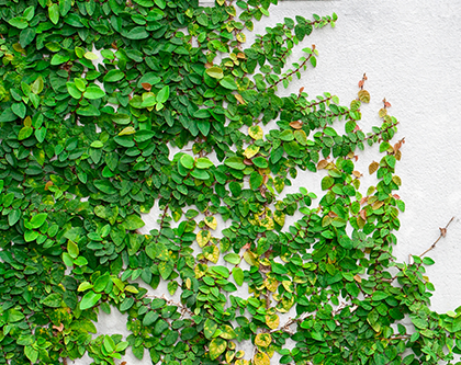 Climbing ivy for natural privacy screens