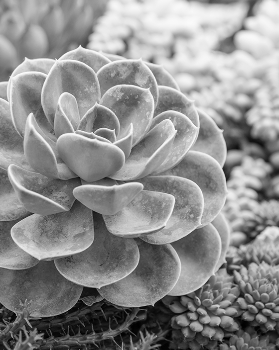 Implementing sustainable practices in residential landscape design