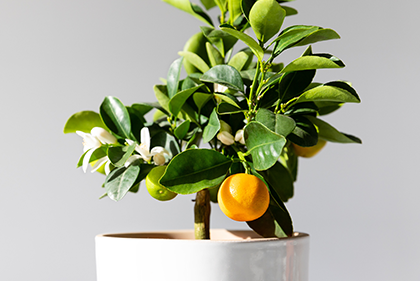 Potted citrus trees for seasonal color